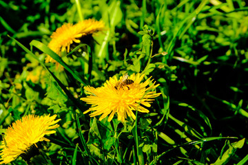 Bee and dandelions in the green grass