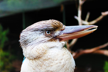 Australischer Kookaburra