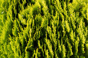 Evergreen Tree Branches