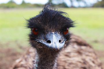 Australischer Emu