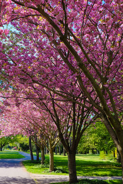 flowering cherry trees in the park - sakura