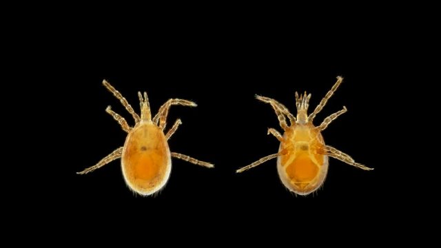 mite Hypoaspis under a microscope, from the order Mesostigmata, lives in the soil, is a predator 4K