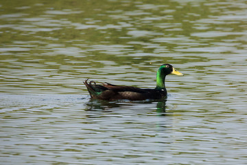 Green and brown duck floats through a pond keeping an eye on things