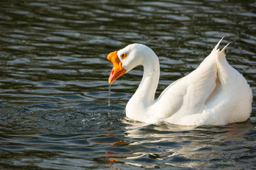 White chinese goose swims in a pond looking for food