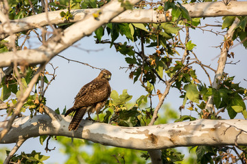 Hawk perches in a tree looking for prey