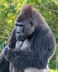 Gorilla Giving the Finger