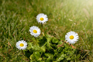 Daisy Flowers during spring  on a grass field  in park . Warm vintage   filter
