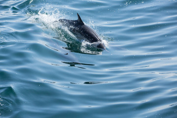 Dolphins jump and play in the wake of a boat © ecummings00
