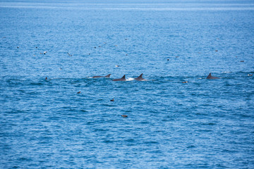 Fototapeta premium Strąk z delfinami skacze i bawi się na jawie podczas łowienia