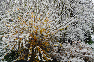 Snow covered trees and bushes in Winter