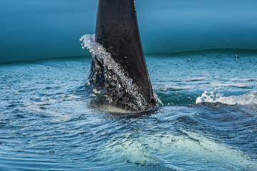 Orca (Killer Whale) Near Juneau, Alaska