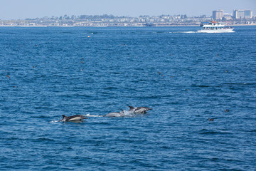 Pod of dolphins jump and play in wakes while fishing