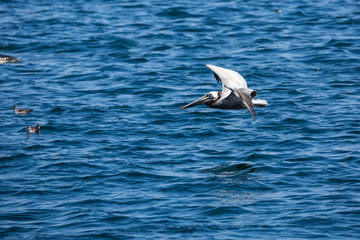 Dolphins jump and play in the wake of a boat