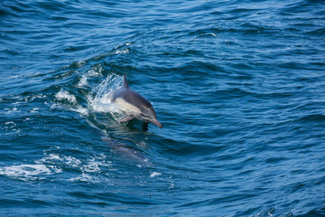 Fototapeta premium Dolphins jump and play in the wake of a boat
