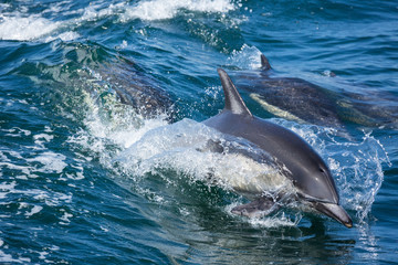 Fototapeta premium Dolphins jump and play in the wake of a boat