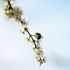 Biene an Ast mit Blüten