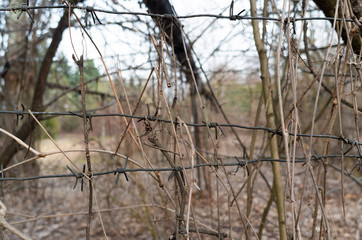 Barbed wire on the fence