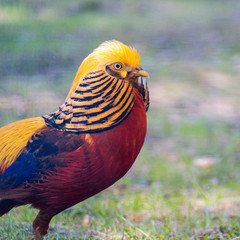 wunderschöner bunter Vogel