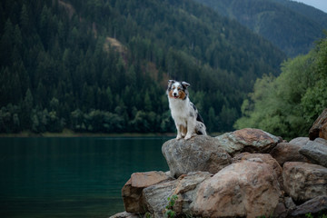 Australian Shepherd standing on a rock on a background of mountains. Dog travel Pet in nature