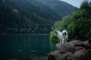 Australian Shepherd standing on a rock on a background of mountains. Dog travel Pet in nature