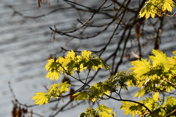 The first green leaves of a tree in the spring time. 