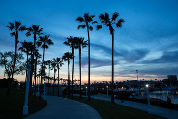 Silhouette palm trees on the beach at sunset