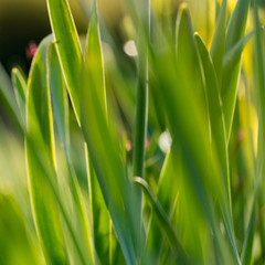 Blätter der Tulpe im Gras