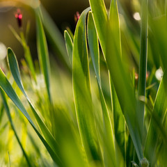 Detailaufnahme von grünen Blättern der Tulpe