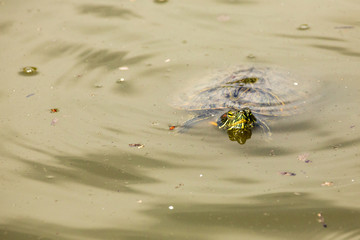 Turtle nose pokes out of a grimy green pool