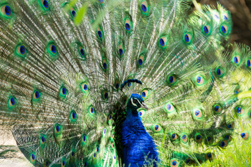 Obraz premium Peacock preens and shows off feathers in a wide arc