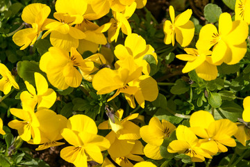 yellow Oenothera fruticosa flowers,  narrow-leaved sundrops