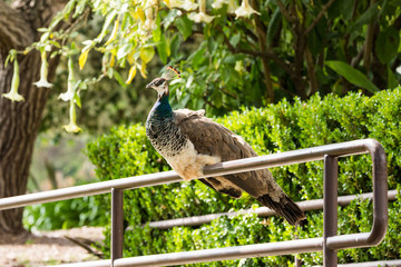 Female peacock sits on a metal rail fence in a garden