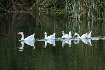 Several white geese swim in a pond