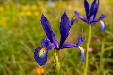 Iris flowers in a country garden