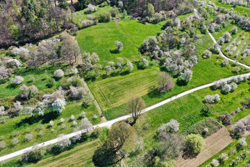 In Pretzfeld - fränkische Schweiz: Blühende Kirschbäume im größten Kirschen-Anbaugebiet in Westeuropa