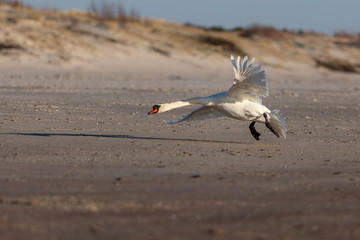 swan on the beach