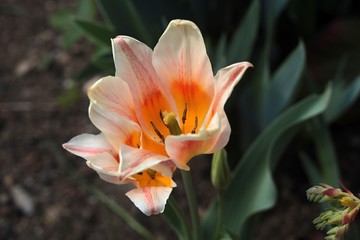 Tulipani