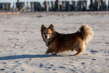 Dog on the beach