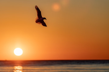 Fototapeta na wymiar Seagull flying at sun set time