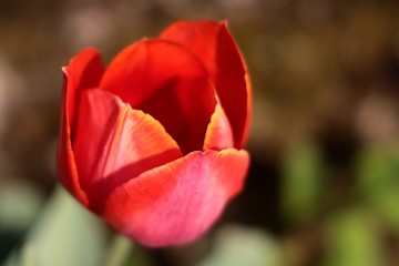 Fototapeta premium Tulipano