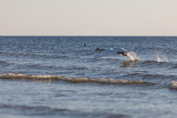 Fototapeta premium swan on the beach