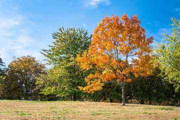 Beautiful Orange Maple Tree in a Park on a Clear Autumn Day