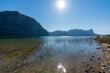 Schilf am Mondsee