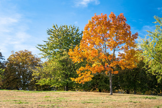 Beautiful Orange Maple Tree in a Park on a Clear Autumn Day