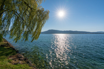 Attersee mit Trauerweide bei Sonnenschein