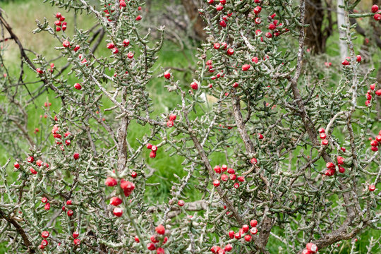 West Texas Pencil Cholla Cactus, Cylindropuntia leptocaulis with bright red rip fruit