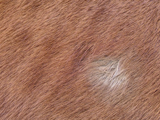 The closeup of the fur of horse. Warm fur