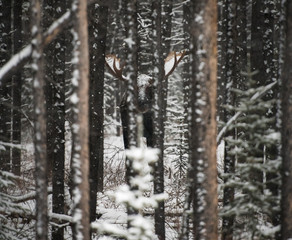 Fototapeta premium Bull moose in the wild