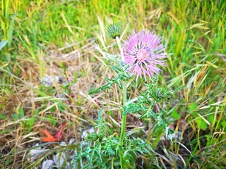 Os espinhos tamb&eacute;m t&ecirc;m beleza