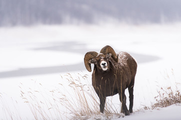 Naklejka premium Bighorn ram in the snow